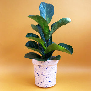 Large Splatter Plant Pots - Choose your colours